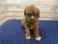Charlotte, a female Cavapoo and Cavalier King Charles Spaniel for sale in Fulton, KS – 1 of 5