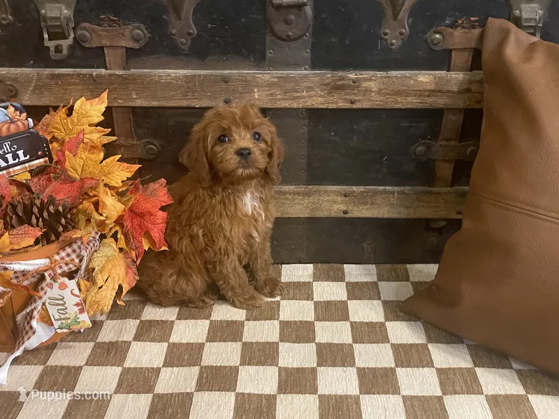 Scout – Cavapoo, Poodle - Miniature  puppy for sale in Fulton, KS