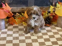 Milo, a male Cavapoo and Cavalier King Charles Spaniel for sale in Fulton, KS – 7 of 7