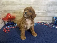 Sydney, a female Cavapoo and Cavalier King Charles Spaniel for sale in Fulton, KS – 7 of 7
