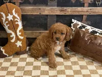 Diesel, a male Cavapoo and Cavalier King Charles Spaniel for sale in Fulton, KS – 3 of 5
