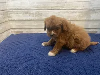 Charlotte, a female Cavapoo and Cavalier King Charles Spaniel for sale in Fulton, KS – 2 of 5