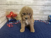 Sunny, a female Cavapoo and Cavalier King Charles Spaniel for sale in Fulton, KS – 2 of 4