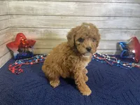 Stanley, a male Cavapoo and Cavalier King Charles Spaniel for sale in Fulton, KS – 2 of 7