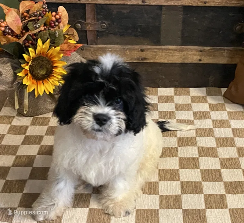 Fred – Cavalier King Charles Spaniel, Cavachon puppy for sale in Fulton, KS