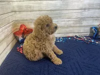 Sunny, a female Cavapoo and Cavalier King Charles Spaniel for sale in Fulton, KS – 3 of 4