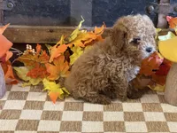 Molly, a female Cavapoo and Cavalier King Charles Spaniel for sale in Fulton, KS – 4 of 5