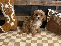 Dexter, a male Cavapoo and Cavalier King Charles Spaniel for sale in Fulton, KS – 2 of 6