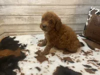 Scout, a male Cavapoo and Poodle - Miniature  for sale in Fulton, KS – 2 of 6