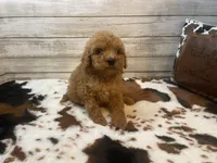 Stanley, a male Cavapoo and Poodle - Miniature  for sale in Fulton, KS – 4 of 7