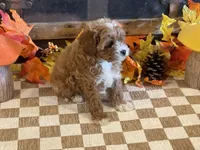 Milo, a male Cavapoo and Cavalier King Charles Spaniel for sale in Fulton, KS – 3 of 7