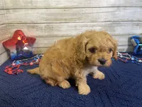 Sherman, a male Cavapoo and Cavalier King Charles Spaniel for sale in Fulton, KS – 5 of 8