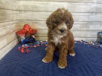 Sandy, a female Cavapoo and Cavalier King Charles Spaniel for sale in Fulton, KS – 3 of 8