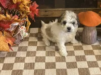 Jill, a female Cavalier King Charles Spaniel and Cavachon for sale in Fulton, KS – 3 of 5