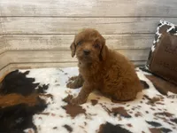 Scout, a male Cavapoo and Poodle - Miniature  for sale in Fulton, KS – 3 of 6