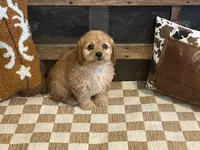 Baxter, a male Cavapoo and Cavalier King Charles Spaniel for sale in Fulton, KS – 5 of 7