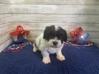 Fred, a male Cavalier King Charles Spaniel and Cavachon for sale in Fulton, KS – 5 of 6