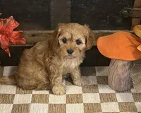 Arial, a female Cavapoo and Cavalier King Charles Spaniel for sale in Fulton, KS – 5 of 5