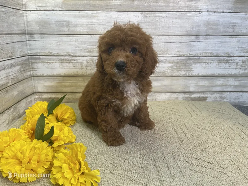 Sydney – Cavapoo, Cavalier King Charles Spaniel puppy for sale in Fulton, KS