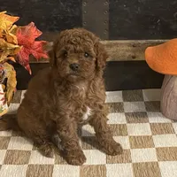 Annie, a female Cavapoo and Cavalier King Charles Spaniel for sale in Fulton, KS – 4 of 6