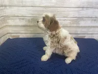 Diana, a female Cavapoo and Cavalier King Charles Spaniel for sale in Fulton, KS – 4 of 5