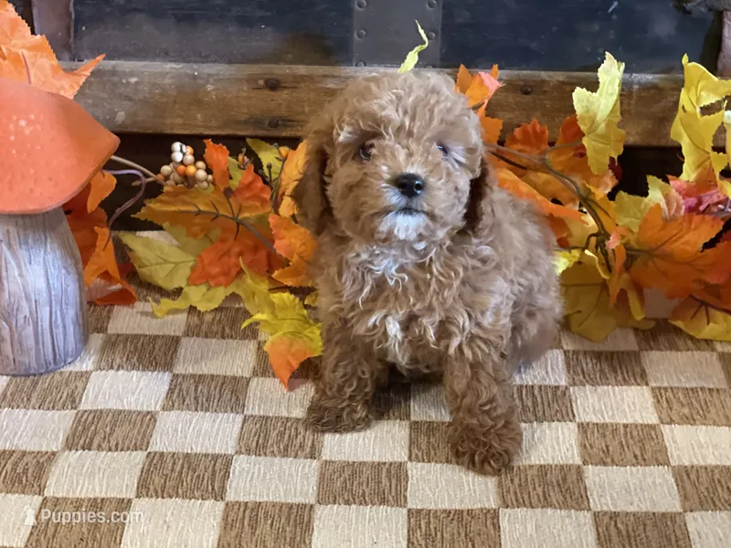 Molly – Cavapoo, Cavalier King Charles Spaniel puppy for sale in Fulton, KS