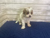 Diana, a female Cavapoo and Cavalier King Charles Spaniel for sale in Fulton, KS – 3 of 5