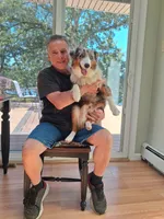 Harley, a male Australian Shepherd for sale in Hammonton, NJ – 6 of 6