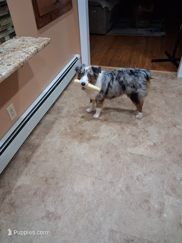 Harley – Australian Shepherd puppy for sale in Hammonton, NJ