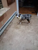 Harley, a male Australian Shepherd for sale in Hammonton, NJ – 1 of 6