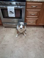 Harley, a male Australian Shepherd for sale in Hammonton, NJ – 3 of 6