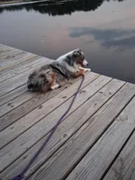 Harley, a male Australian Shepherd for sale in Hammonton, NJ – 5 of 6
