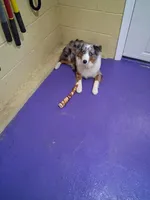 Harley, a male Australian Shepherd for sale in Hammonton, NJ – 2 of 6