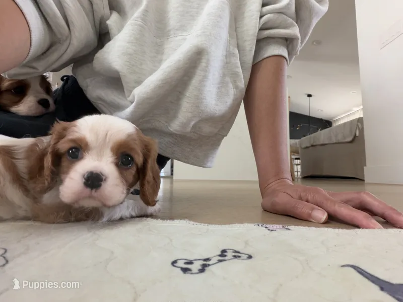 Bruno – Cavalier King Charles Spaniel puppy for sale in Seal Beach, CA
