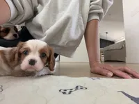 Bruno, a female Cavalier King Charles Spaniel for sale in Seal Beach, CA – 1 of 3
