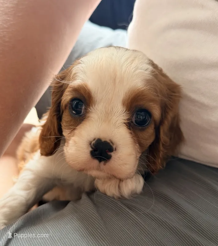 Triscuit – Cavalier King Charles Spaniel puppy for sale in Seal Beach, CA