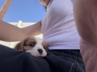 Bruno, a female Cavalier King Charles Spaniel for sale in Seal Beach, CA – 2 of 3