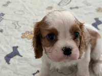 Triscuit, a female Cavalier King Charles Spaniel for sale in Seal Beach, CA – 2 of 2