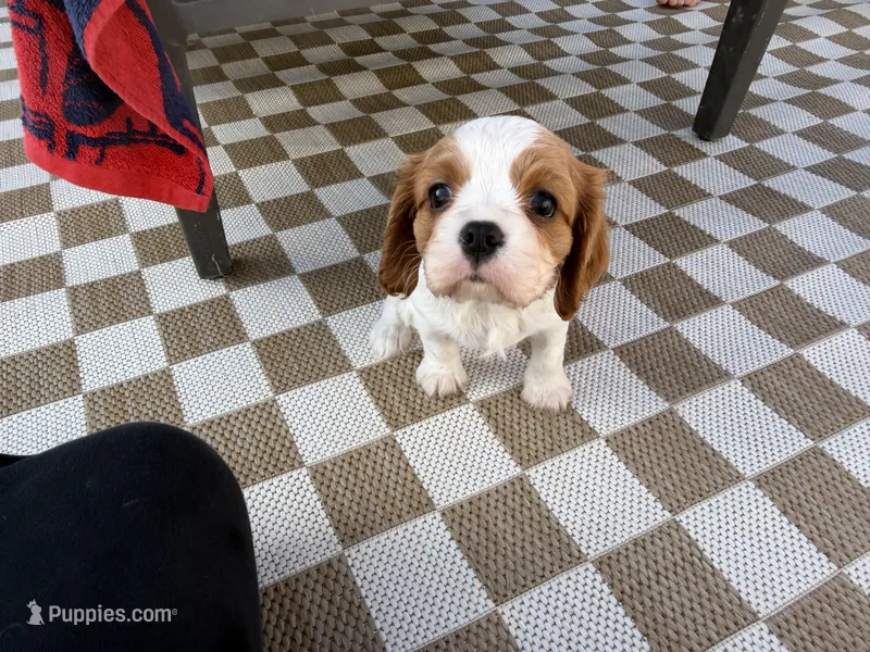 Bruno – Cavalier King Charles Spaniel puppy for sale in Seal Beach, CA