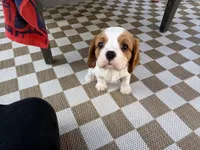 Bruno, a female Cavalier King Charles Spaniel for sale in Seal Beach, CA – 3 of 3