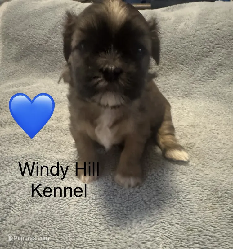 Shih Tzu / Maltese cross Sable male – Shih Tzu puppy for sale in Weaverville, NC