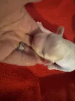 Mauxie, a female Maltese and Miniature Dachshund for sale in Weaverville, NC – 3 of 5