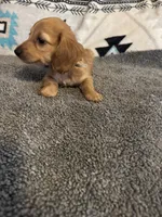 CKC Dark Cream Long Hair male, a male Miniature Dachshund for sale in Weaverville, NC – 2 of 10