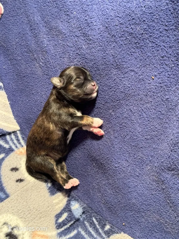 Shih Tzu x Maltese female Brindle – Maltese, Shih Tzu puppy for sale in Weaverville, NC