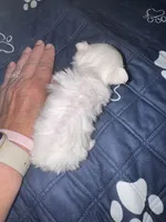 Small female  Maltese , a female Maltese for sale in Weaverville, NC – 2 of 10
