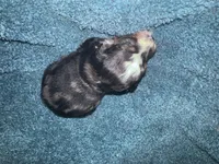 ASDR Blue Merle male 2, a male Miniature Australian Shepherd for sale in Weaverville, NC – 3 of 8