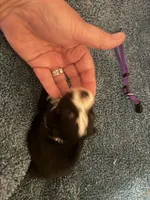 ASDR Black tri female 1, a female Miniature Australian Shepherd for sale in Weaverville, NC – 6 of 9