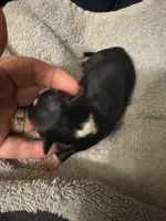 ASDR Black tri female 1, a female Miniature Australian Shepherd for sale in Weaverville, NC – 2 of 3