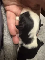 ASDR Black tri female 3, a female Miniature Australian Shepherd for sale in Weaverville, NC – 3 of 3
