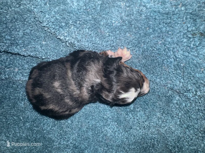 ASDR Blue Merle male 2 – Miniature Australian Shepherd puppy for sale in Weaverville, NC
